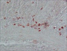 Anti-Cholecystokinin (26-33) (CCK-8) antibody produced in rabbit whole antiserum