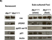 Anti-phospho-Histone H2A.X (Ser139) Antibody, clone JBW301 clone JBW301, Upstate&#174;, from mouse