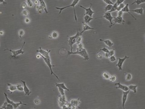 SCCOHT-1 Human Small Cell Carcinoma Ovarian Cell Line