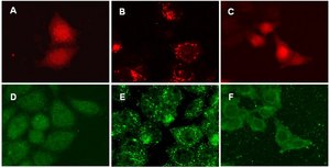 LentiBrite RFP-LC3 Lentiviral Biosensor