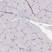 Anti-FLOT2 antibody produced in rabbit Prestige Antibodies&#174; Powered by Atlas Antibodies, affinity isolated antibody, buffered aqueous glycerol solution