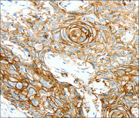 Anti-SCN10A antibody produced in rabbit affinity isolated antibody