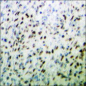 Anti-phospho-ACC1 (pSer80) antibody produced in rabbit affinity isolated antibody