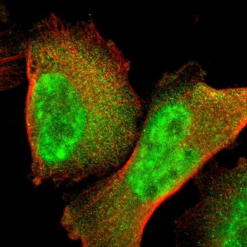 Anti-GTF2E2 antibody produced in rabbit Prestige Antibodies&#174; Powered by Atlas Antibodies, affinity isolated antibody