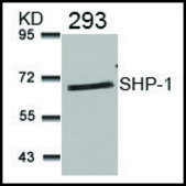 Anti-PTPN6 (Ab-536) antibody produced in rabbit affinity isolated antibody