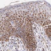 Anti-IDH3G antibody produced in rabbit Ab2, Prestige Antibodies&#174; Powered by Atlas Antibodies, affinity isolated antibody, buffered aqueous glycerol solution