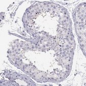 Anti-PMCH antibody produced in rabbit Prestige Antibodies&#174; Powered by Atlas Antibodies, affinity isolated antibody, buffered aqueous glycerol solution