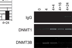 Anti-phospho-Histone H2A.X (Ser139) Antibody, clone JBW301 clone JBW301, Upstate&#174;, from mouse