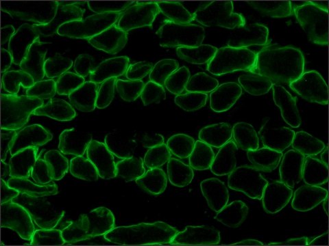 Anti-Laminin-2 (&#945;-2 Chain) antibody, Rat monoclonal clone 4H8-2, purified from hybridoma cell culture