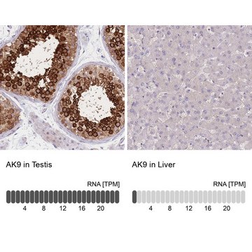 Anti-AK9 antibody produced in rabbit Prestige Antibodies&#174; Powered by Atlas Antibodies, affinity isolated antibody, buffered aqueous glycerol solution