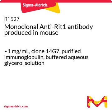 Monoclonal Anti-Rit1 antibody produced in mouse ~1&#160;mg/mL, clone 14G7, purified immunoglobulin, buffered aqueous glycerol solution