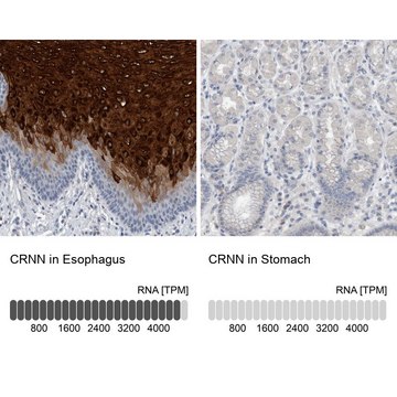 Anti-CRNN antibody produced in rabbit Prestige Antibodies&#174; Powered by Atlas Antibodies, affinity isolated antibody, buffered aqueous glycerol solution