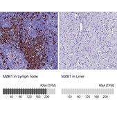 Anti-MZB1 antibody produced in rabbit Prestige Antibodies&#174; Powered by Atlas Antibodies, affinity isolated antibody, buffered aqueous glycerol solution