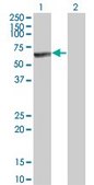 ANTI-MKNK1 antibody produced in mouse clone 3G6, purified immunoglobulin, buffered aqueous solution