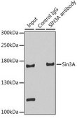 Anti-SIN3A antibody produced in rabbit