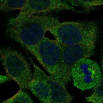 Anti-Pla2G4E Antibody Produced In Rabbit Prestige Antibodies&#174; Powered by Atlas Antibodies, affinity isolated antibody, buffered aqueous glycerol solution