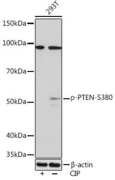 Anti-Phospho-PTEN-S380 antibody produced in rabbit