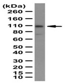 Anticorps anti-GluR2 from rabbit, purified by affinity chromatography