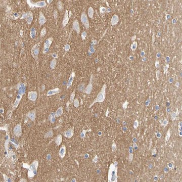 Anti-CNTN2 antibody produced in rabbit Prestige Antibodies&#174; Powered by Atlas Antibodies, affinity isolated antibody, buffered aqueous glycerol solution