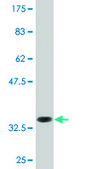 Monoclonal Anti-LZTFL1 antibody produced in mouse clone 1B1, purified immunoglobulin, buffered aqueous solution