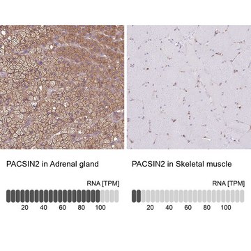 Anti-PACSIN2 antibody produced in rabbit Prestige Antibodies&#174; Powered by Atlas Antibodies, affinity isolated antibody, buffered aqueous glycerol solution