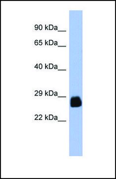 Anti-PDX1, (N-terminal) antibody produced in rabbit affinity isolated antibody