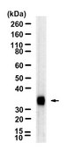 Anti-Proteinase 3/PR3 Antibody, clone 1L13 ZooMAb&#174; Rabbit Monoclonal recombinant, expressed in HEK 293 cells