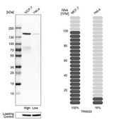 Anti-TRIM33 antibody produced in rabbit Prestige Antibodies&#174; Powered by Atlas Antibodies, affinity isolated antibody, buffered aqueous glycerol solution