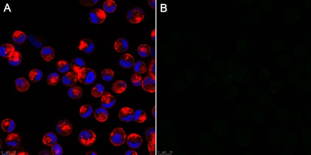 Anti-Influenza A Antibody, nucleoprotein, clones A1, A3 Blend ascites fluid, Chemicon&#174;, from mouse