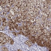 Anti-AKR1B1 antibody produced in rabbit Prestige Antibodies&#174; Powered by Atlas Antibodies, affinity isolated antibody