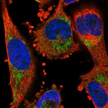 Anti-NPY1R antibody produced in rabbit affinity isolated antibody, buffered aqueous glycerol solution