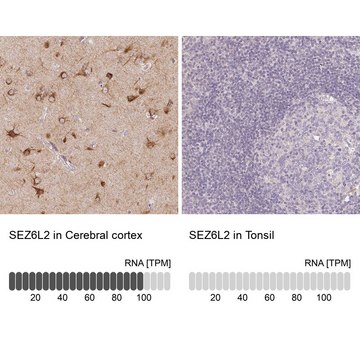 Anti-SEZ6L2 antibody produced in rabbit Prestige Antibodies&#174; Powered by Atlas Antibodies, affinity isolated antibody, buffered aqueous glycerol solution