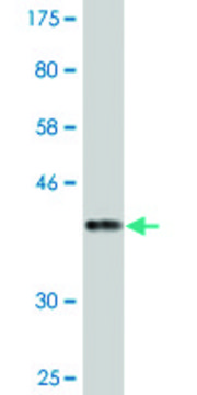 Monoclonal Anti-KIF16B antibody produced in mouse clone 2B5, purified immunoglobulin, buffered aqueous solution