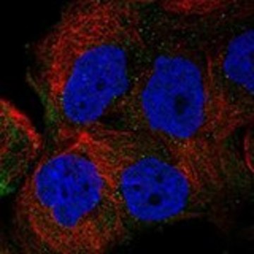 Anti-FMO4 antibody produced in rabbit Prestige Antibodies&#174; Powered by Atlas Antibodies, affinity isolated antibody, buffered aqueous glycerol solution