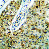 Anti-phospho-S6 Ribosomal Protein (pSer235) antibody produced in rabbit affinity isolated antibody