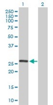 Anti-MRPL10 antibody produced in mouse purified immunoglobulin, buffered aqueous solution