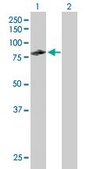 Anti-CUX1 antibody produced in mouse purified immunoglobulin, buffered aqueous solution