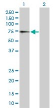 Anti-IL7R antibody produced in rabbit purified immunoglobulin, buffered aqueous solution