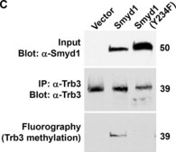 Anti-TRB3 (N-terminal) antibody produced in rabbit affinity isolated antibody, buffered aqueous solution