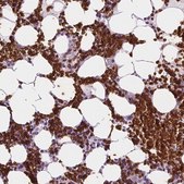 Anti-SLC4A1 antibody produced in rabbit Prestige Antibodies&#174; Powered by Atlas Antibodies, affinity isolated antibody, buffered aqueous glycerol solution
