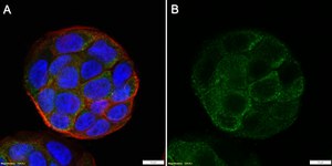 Anti-ApoER2/LRP-8 Antibody, clone 1B13 ZooMAb&#174; Rabbit Monoclonal recombinant, expressed in HEK 293 cells