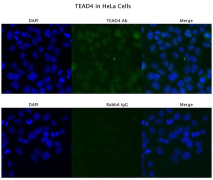 Anti-TEAD4 antibody produced in rabbit affinity isolated antibody