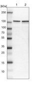 Anti-ERC1 antibody produced in rabbit Prestige Antibodies&#174; Powered by Atlas Antibodies, affinity isolated antibody, buffered aqueous glycerol solution, Ab2