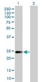Anti-STX8 antibody produced in mouse purified immunoglobulin, buffered aqueous solution