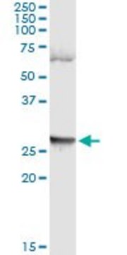 Monoclonal Anti-LFNG antibody produced in mouse clone 4F8, purified immunoglobulin, buffered aqueous solution