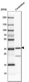Anti-CA8 antibody produced in rabbit Prestige Antibodies&#174; Powered by Atlas Antibodies, affinity isolated antibody, buffered aqueous glycerol solution