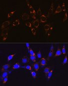 Anti-ATPB antibody produced in rabbit
