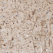 Anti-MAG antibody produced in rabbit Prestige Antibodies&#174; Powered by Atlas Antibodies, affinity isolated antibody, buffered aqueous glycerol solution