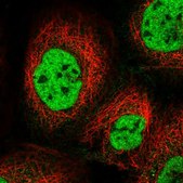 Anti-KIAA1191 antibody produced in rabbit Prestige Antibodies&#174; Powered by Atlas Antibodies, affinity isolated antibody, buffered aqueous glycerol solution