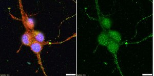 Anti-Vesicular Glutamate Transporter 1 Antibody serum, Chemicon&#174;